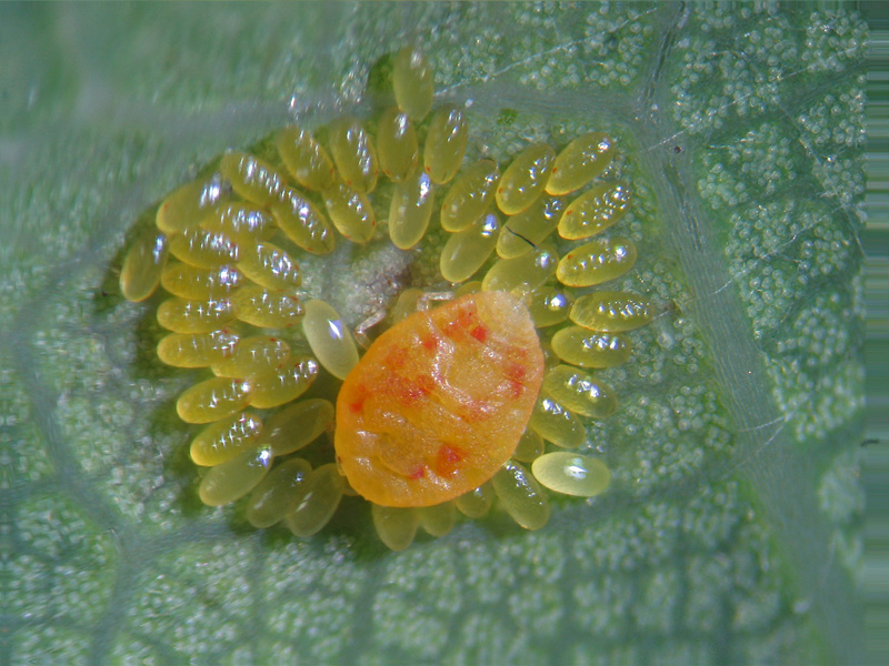 Phylloxera quercus